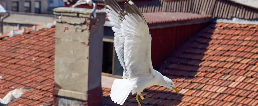Residential Chimney Animal Removal Solution in Columbus, MS